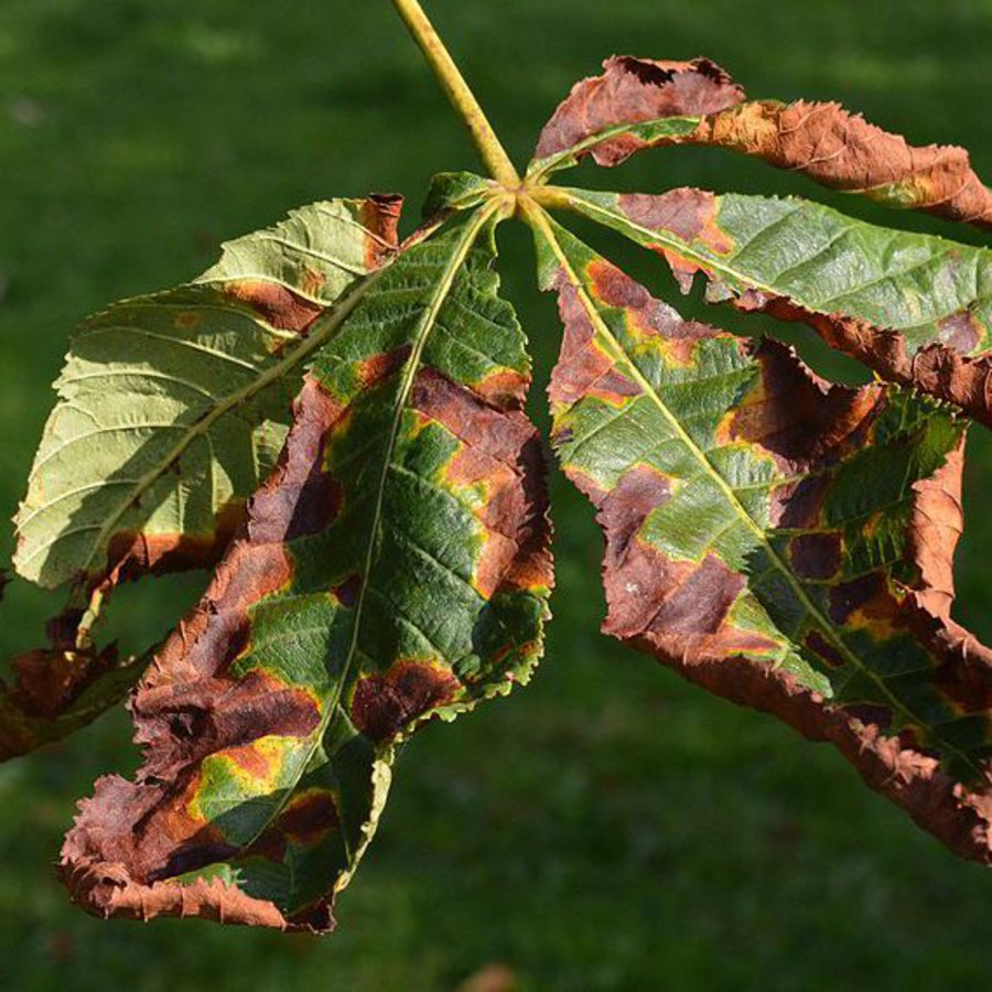 ein geschädigtes Blatt einer Kastanie