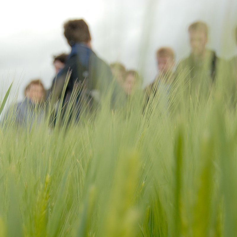 Eine Wiese