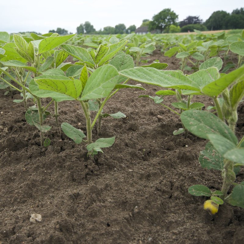 Soybeans