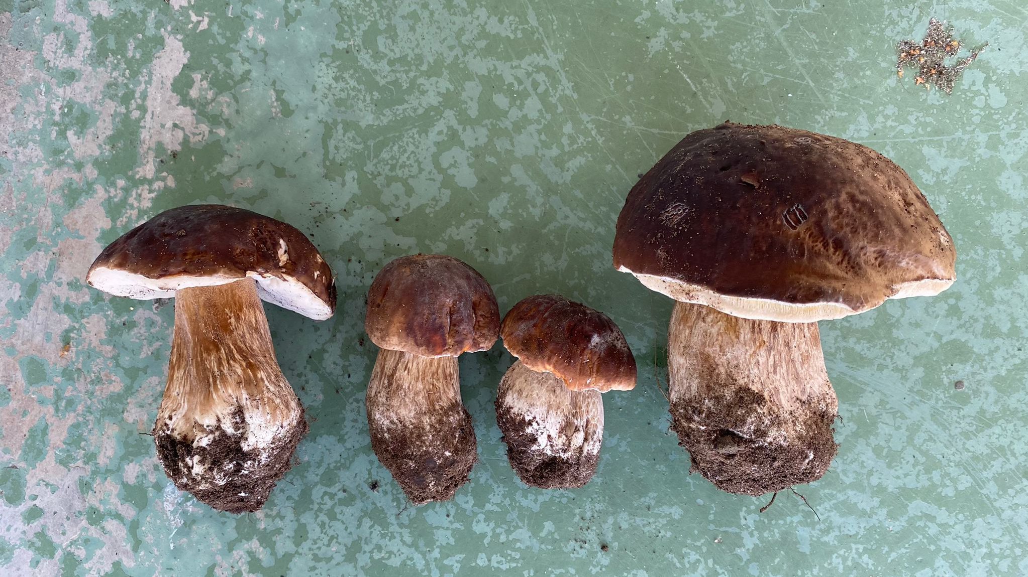 vier im Wald gesammelte Pilze