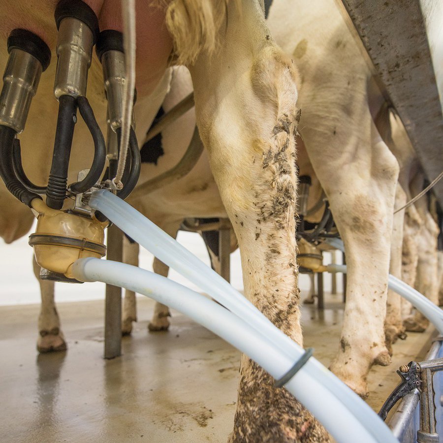 Melken von Kühen, Milch, Agrarwirtschaft