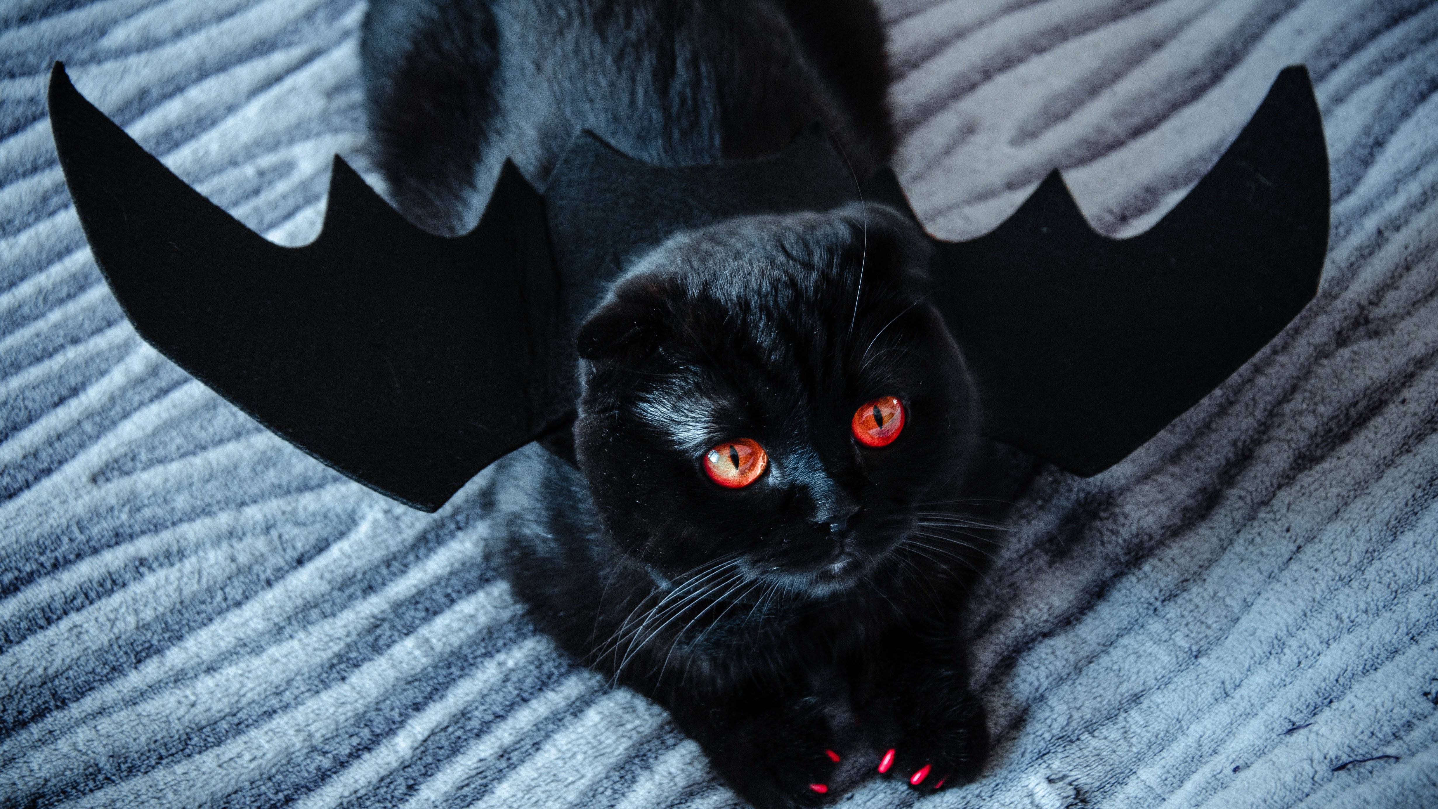 eine Katze verkleidet als Vampir für Halloween
