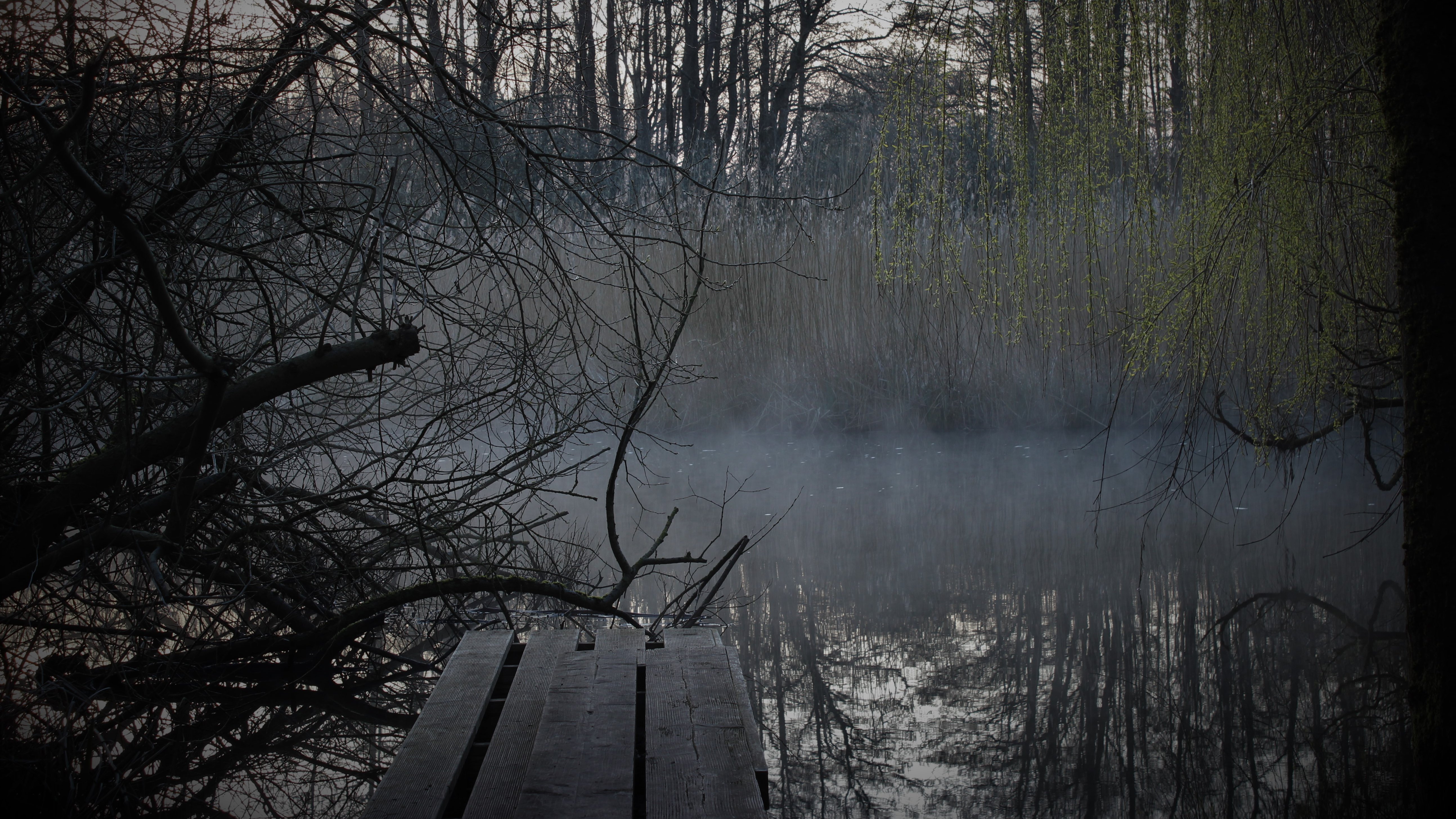 Ein Steg aus Holz führt in einen See, zu sehen sind die Wasseroberfläche, leichter Nebel, Schilf und Bäume im Hintergrund, die Bäume spiegel sich auf der Wasseroberfläche