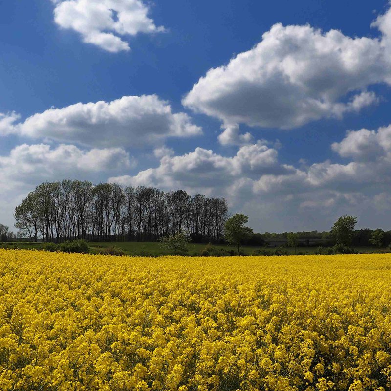 Bis zum Ende seiner Hauptblütezeit strahlt der Raps in einem satten Gelb. (Foto: Schlüter)