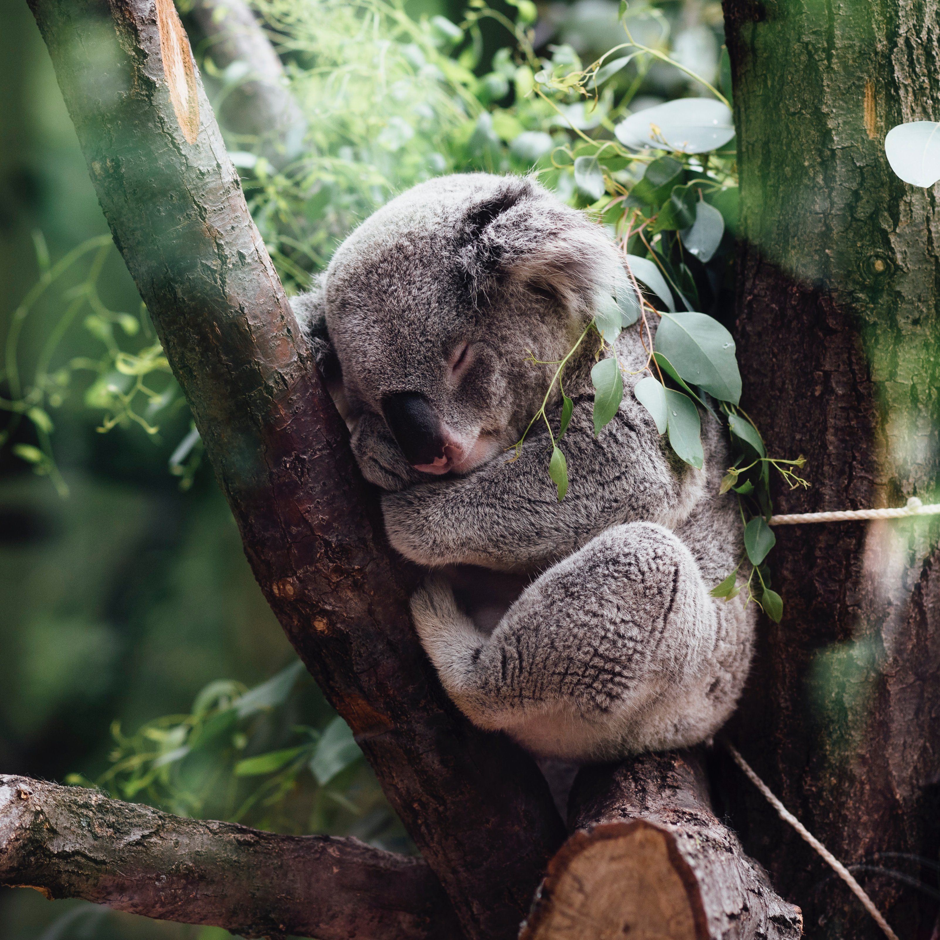 Koalabär schlafend im Baum