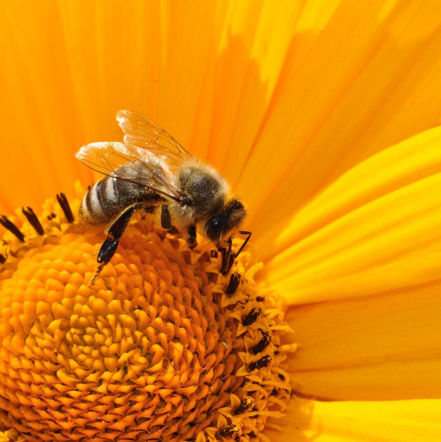 Biene auf gelber Blüte