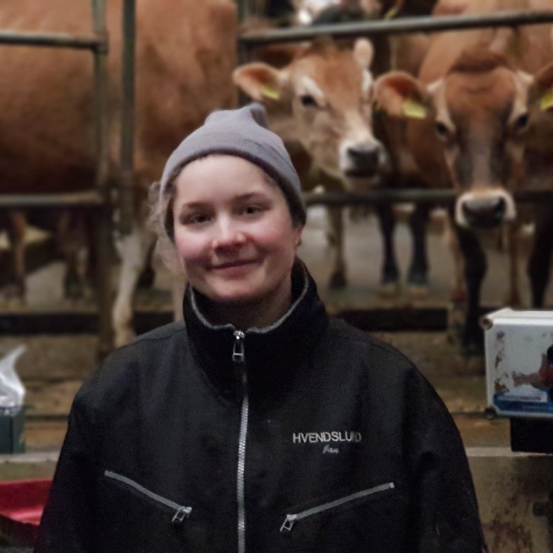 eine Studentin im Stall, im Hintergrund sind Kühe zu sehen, die in ihre Richtung schauen
