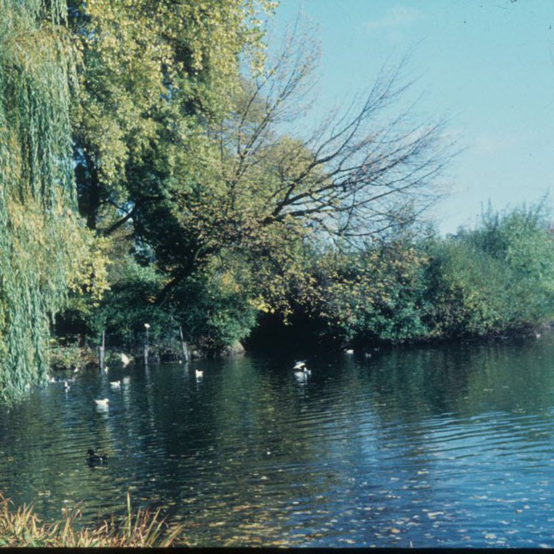 ein Teich im Kieler Schrevenpark