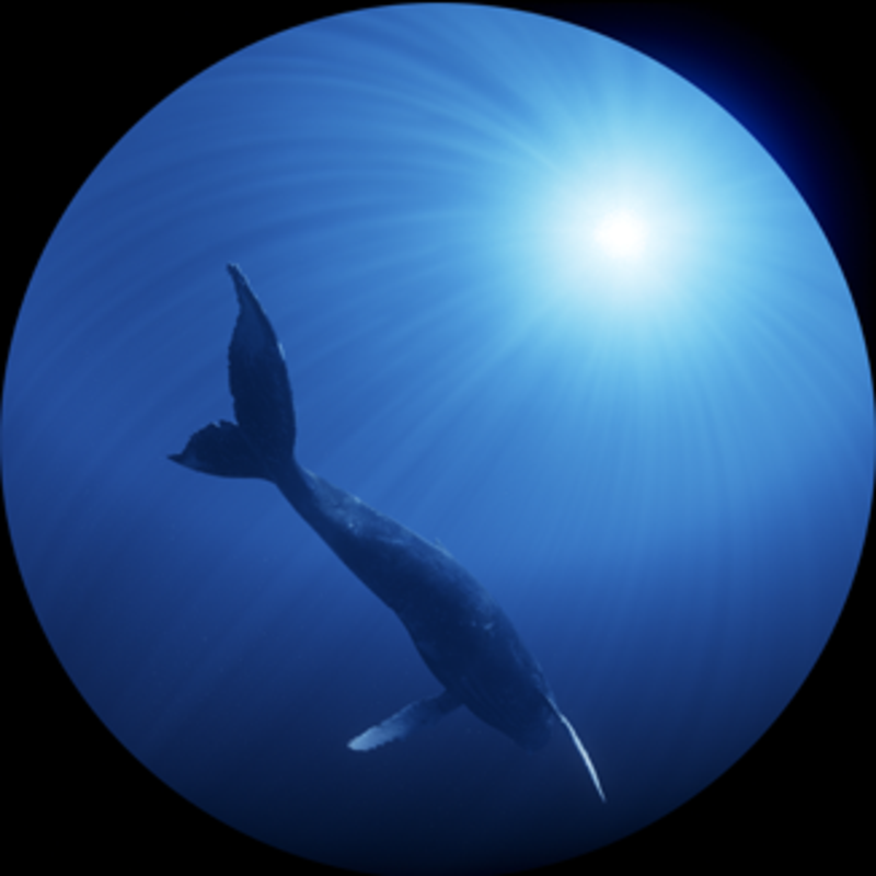 Blauer Kreis mit dunkler Silhouette eines Wals