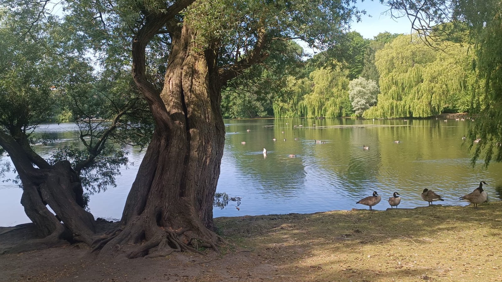 Das Ufer eines Sees. Es stehen Bäume, welche auf das Wasser ragen und Enten laufen umher.