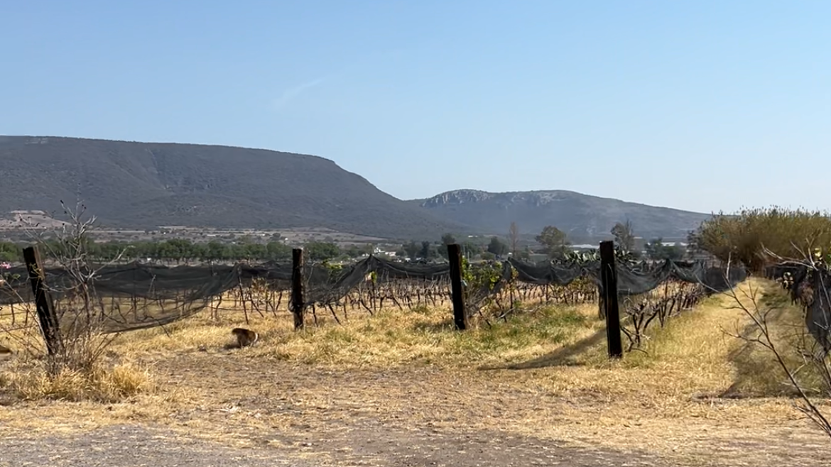 Blick auf die Weinfelder des Bauernhofs nahe Santiago de Querétaro.
