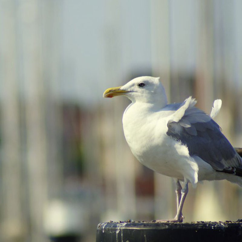 Eine Möwe