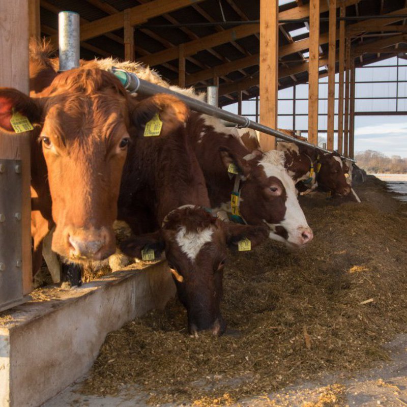 Ein Kuhstall in dem die Kühe ihre Köpfe aus den Stallungen recken um an das Futter zu kommen.