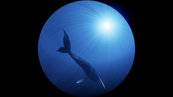Eine blaue Kugel, in der ein Wal schwimmt.