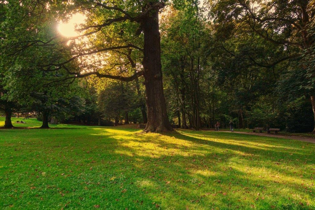Eine Stelle in einem Park, die durch die Baumkronen teilweise beleuchtet wird.
