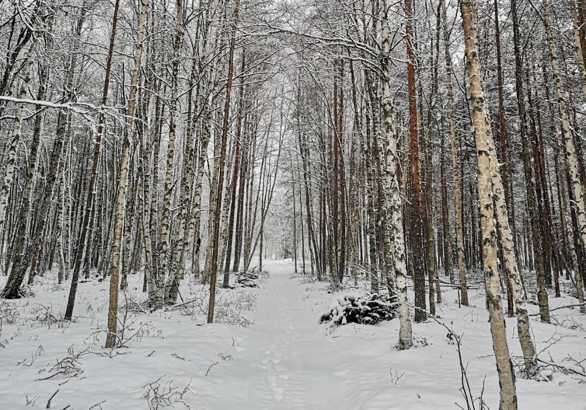 Ein mit Schnee bedeckter Waldabschnitt.