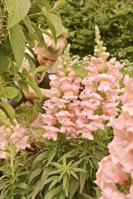Hinter einer rosa-weißen Blume erkennt man eine Frau bei der Gartenarbeit.